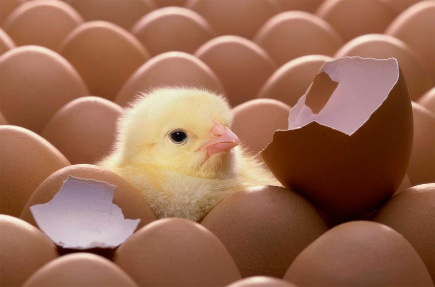 Россельхознадзор: Россия за последние три года в два раза сократила импорт инкубационных яиц