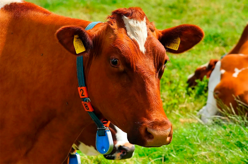 Ученые разработали датчики для мониторинга потребления пищи у коров
