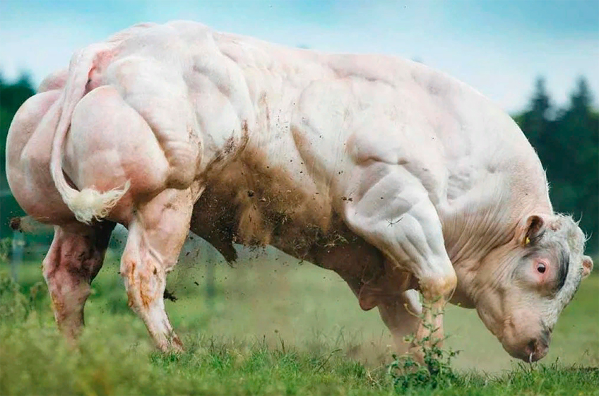 В США одобрили использование генетически отредактированного мясного скота