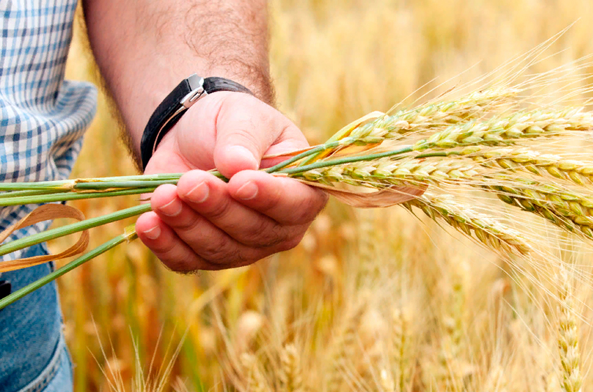 Российский бизнес-омбудсмен  предложил расширить меры поддержки для малых сельхозпроизводителей