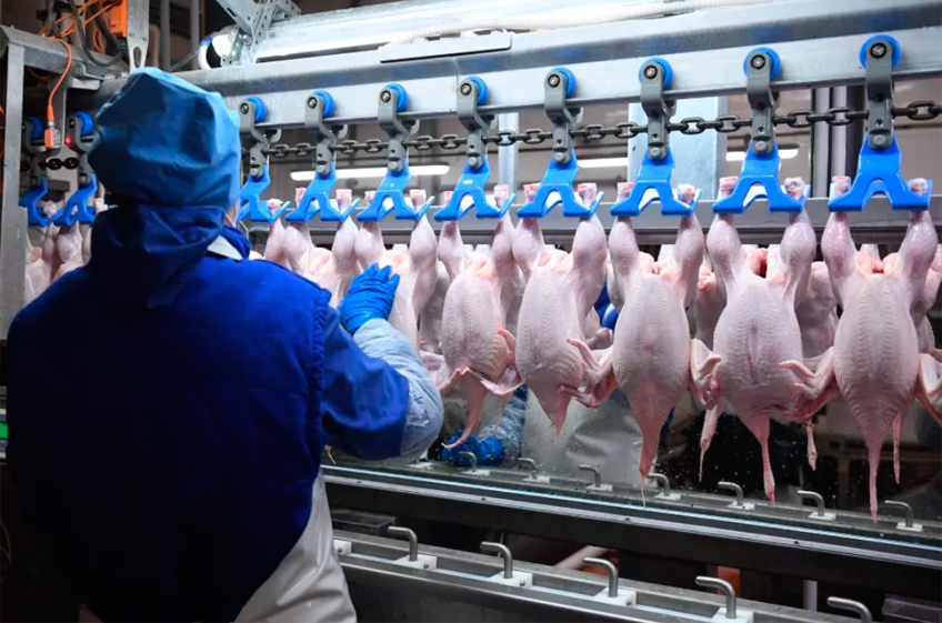 Эксперты отмечают рекордный рост цен на мясо кур в России
