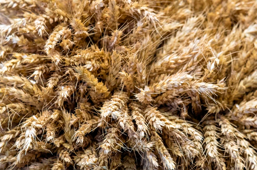 ИКАР: доля России в мировой торговле пшеницей в текущем сезоне может вырасти до 25%