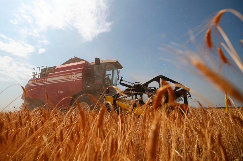Эксперты снизили прогнозы сбора пшеницы в России в 2023 году из-за неблагоприятной погоды