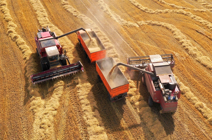 Минсельхоз РФ: экспорт зерна в текущем сезоне составит 55-60 млн тонн