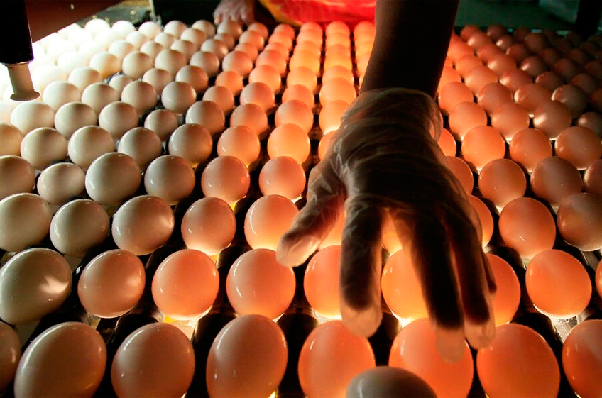 Минсельхоз РФ: Россия снизила импортозависимость по инкубационному яйцу