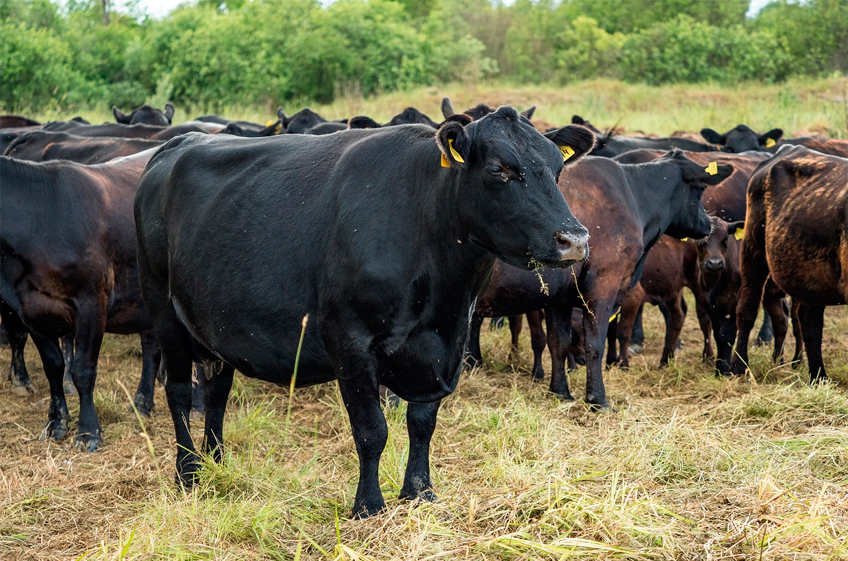 Жир у скота измерят микроволнами