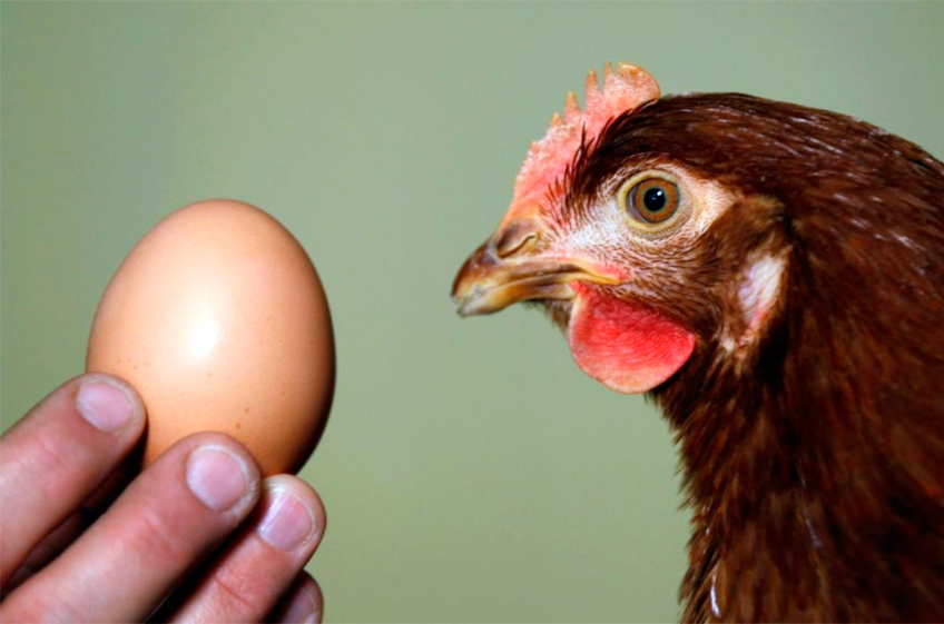 Ученые установили, что яйценоскость кур напрямую не зависит от калорийности корма