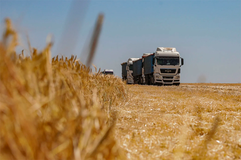 «Русагротранс»: Россия в январе снизит экспорт пшеницы на 13%, запасы сохранятся на высоком уровне