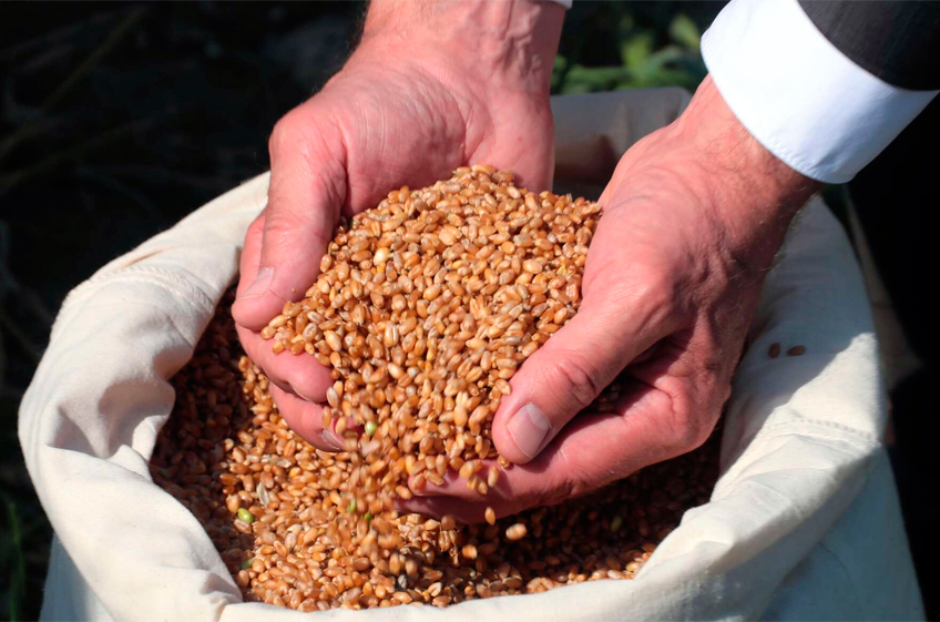 Минсельхоз РФ завершил распределение квоты на вывоз зерна