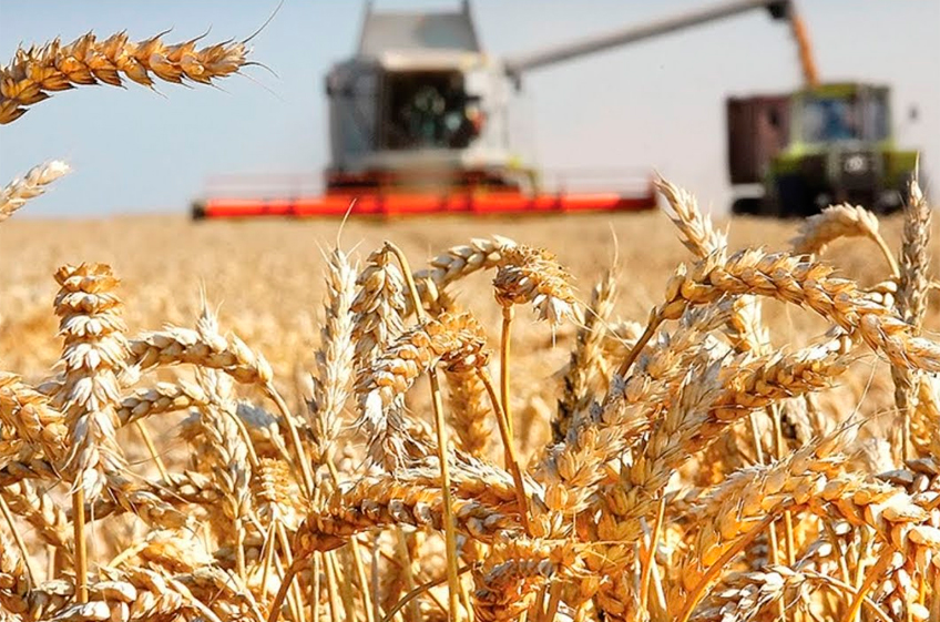 РЗС: сбор зерна в России с учётом новых территорий в этом году может составить 145 млн тонн
