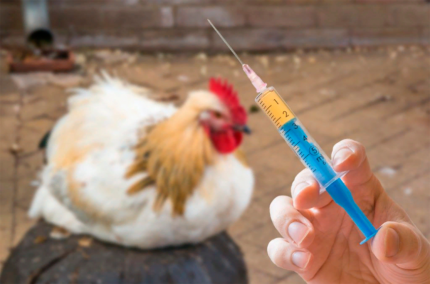 Эксперт: в производстве птицы можно обойтись без применения антибиотиков
