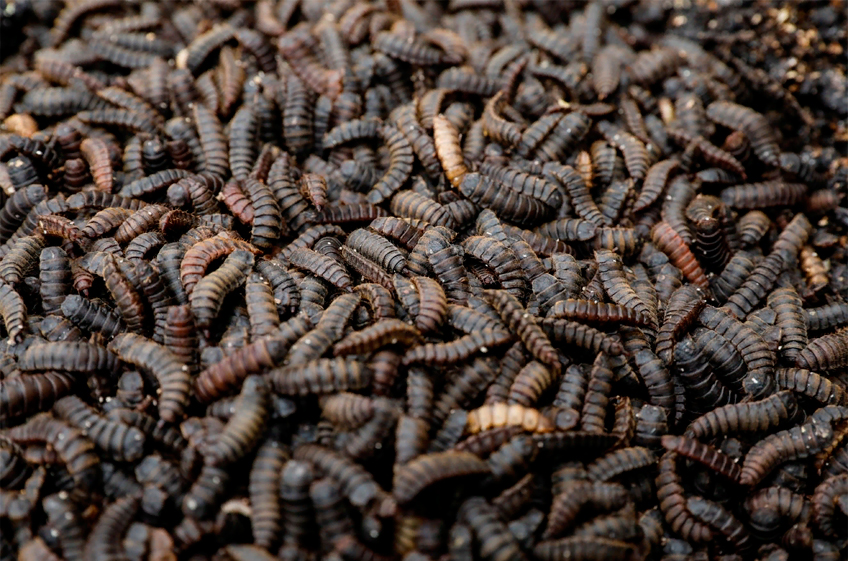 Британский ретейлер заменит сою насекомыми при кормлении птиц