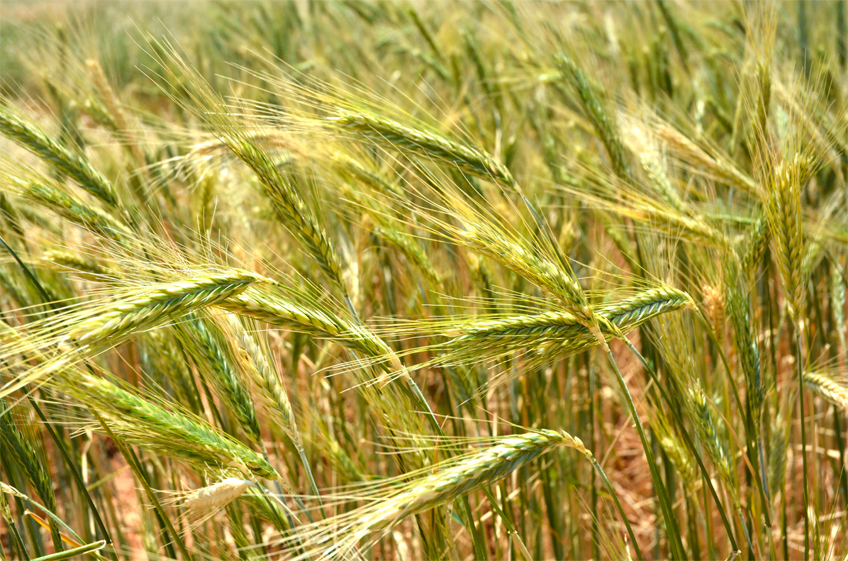 На Урале создали зимостойкий сорт гибрида пшеницы и ржи