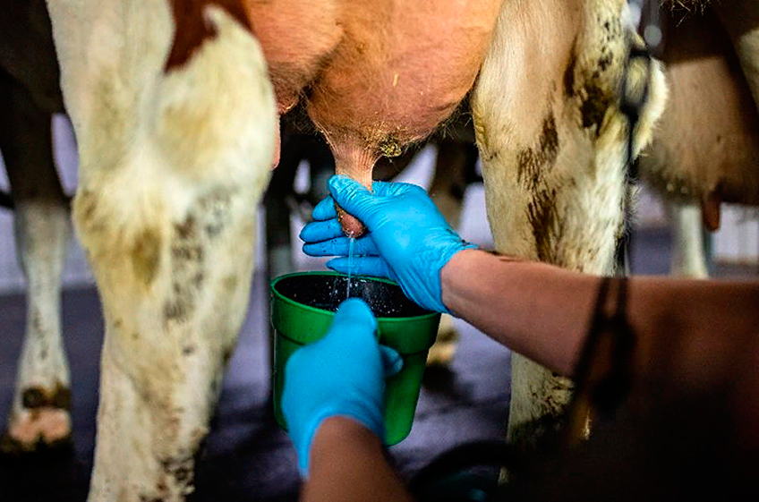 Российские ученые выяснят влияние генетики коров на вредные кислоты в молоке
