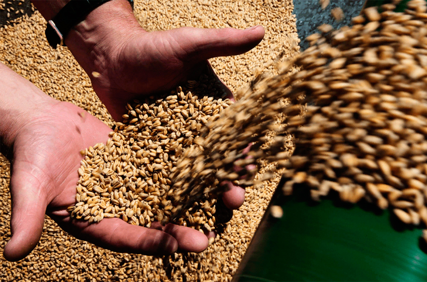 Эксперты не оценили идею Минэкономразвития РФ по расчету пошлин на зерно