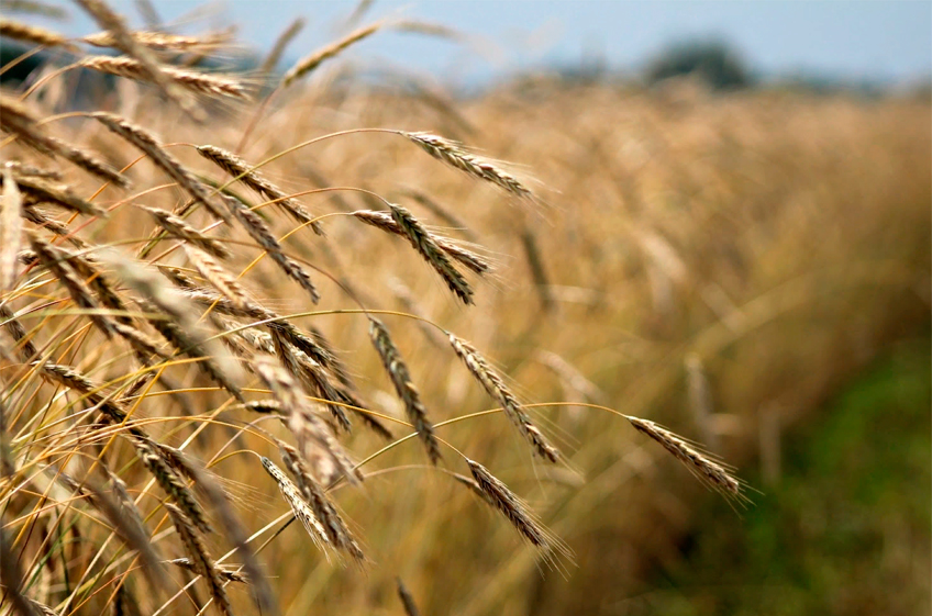 РЗС: «Регуляторика зерна работает не в ту сторону»