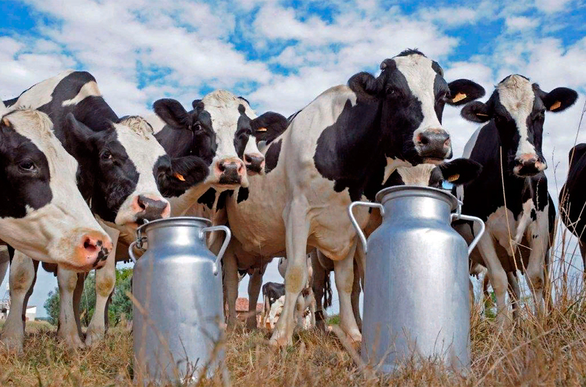 Производителей мяса и молока обвинили в приближении глобальной катастрофы