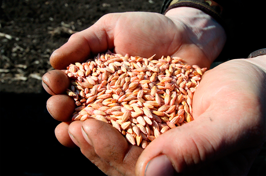 Прием заявок на распределение тарифных квот на экспорт основных зерновых культур из России продлится до 31 января