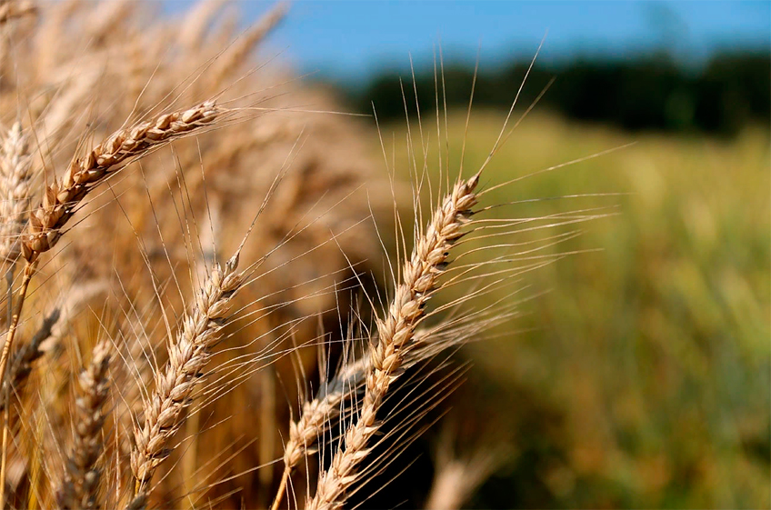 В России собрано 125,5 млн тонн зерна