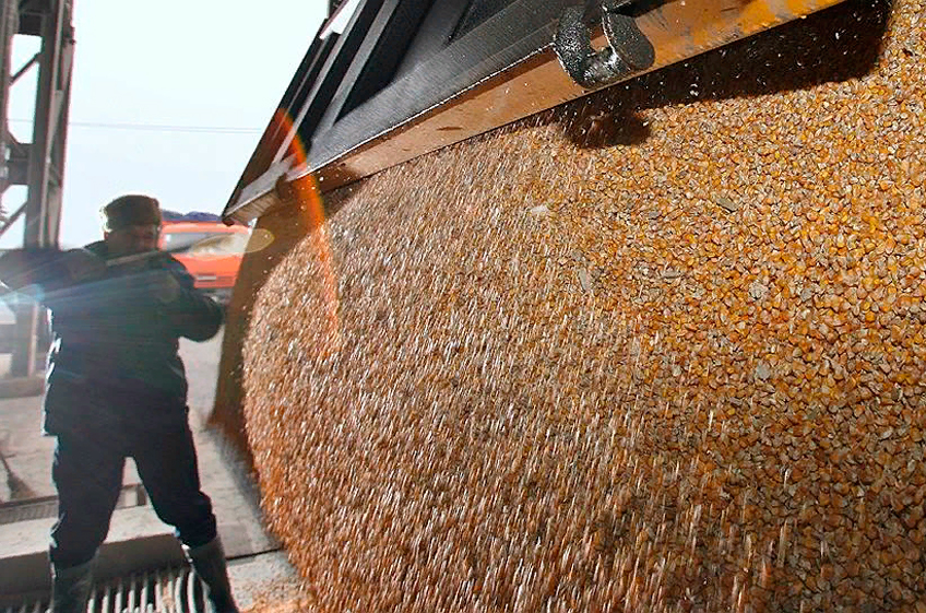 Российский зерновой рынок: движение цен разнонаправленное