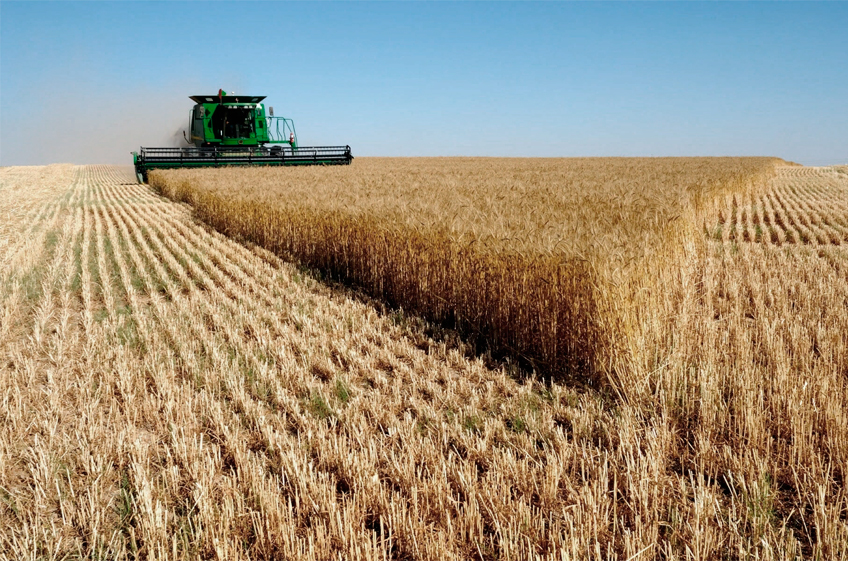 В России собрано 125,5 млн тонн зерна