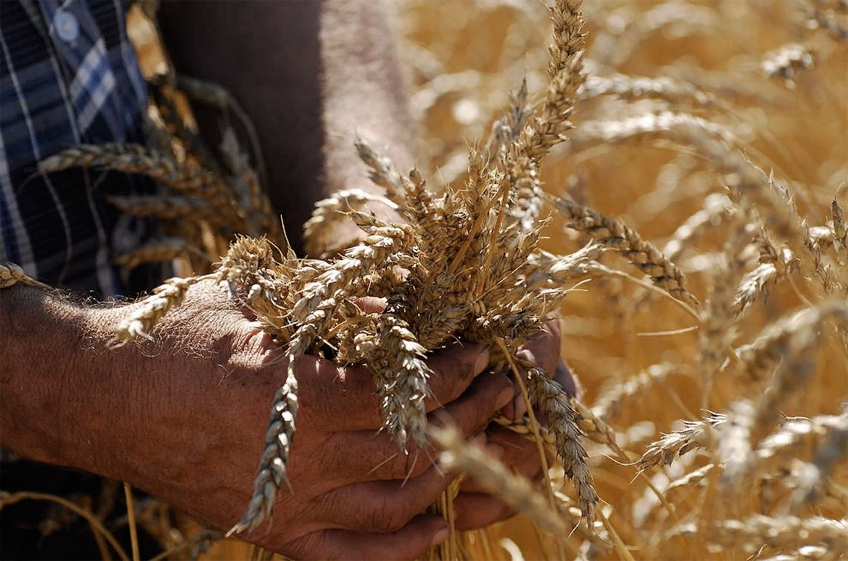 Российский зерновой рынок: разнонаправленная динамика цен сохраняется