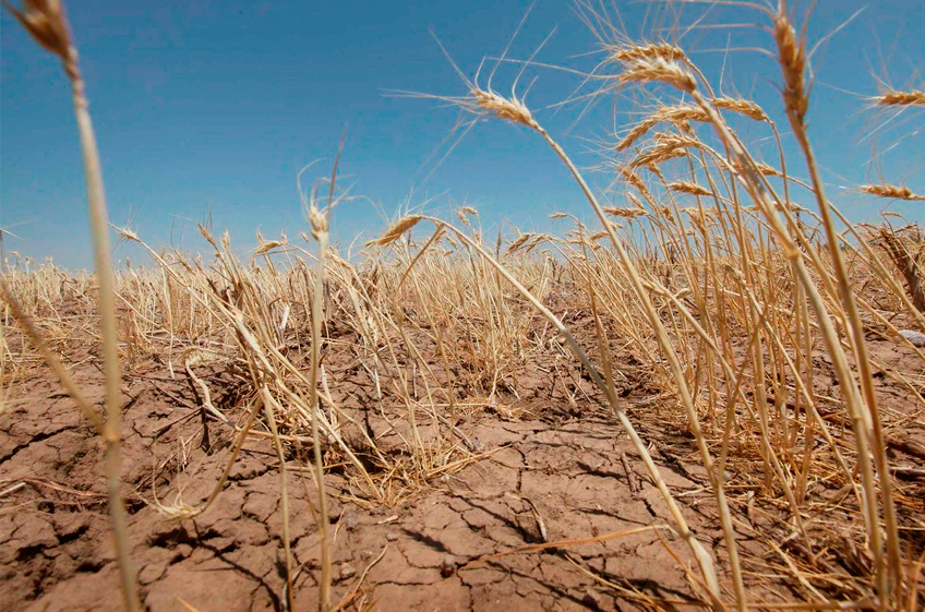 ОАО «РЖД» получит компенсацию за доставку зерновой продукции в регионы, пострадавшие от засухи