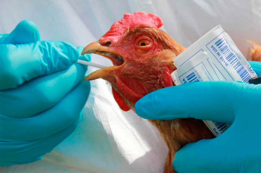 Птичий грипп распространяется в Европе и Азии