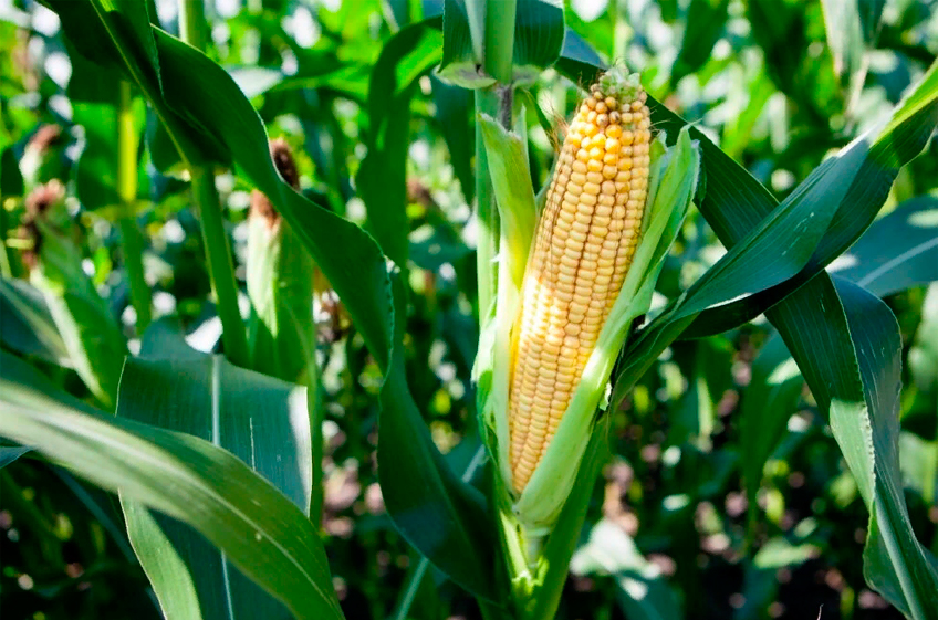 Роль кукурузы при использовании органических удобрений на основе навоза