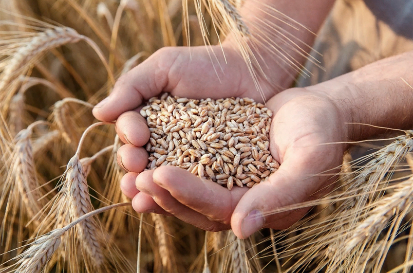Минсельхоз РФ предложил ввести с февраля отдельную квоту на экспорт пшеницы