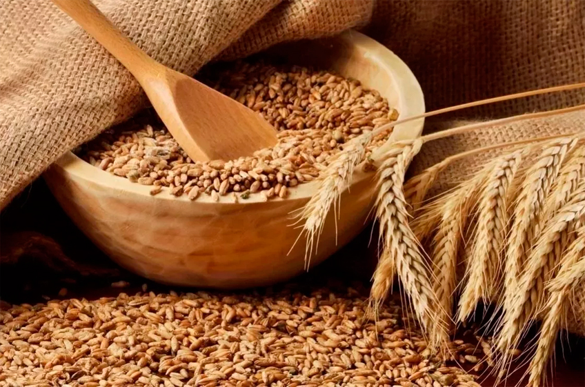 Качество пшеницы нового урожая в России рекордное за 20 лет