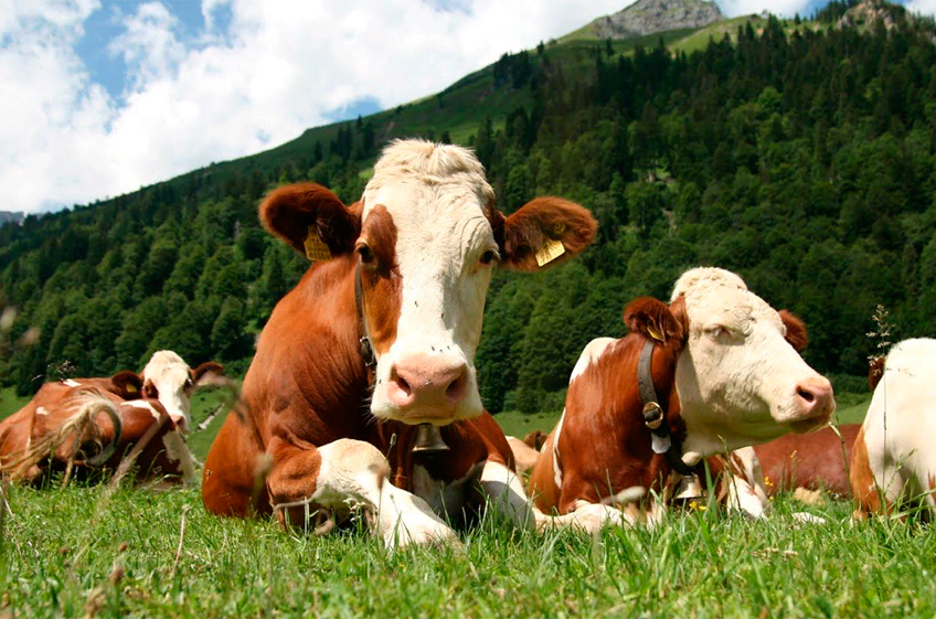 Разведение мясных коров в ЕС станет более экологичным