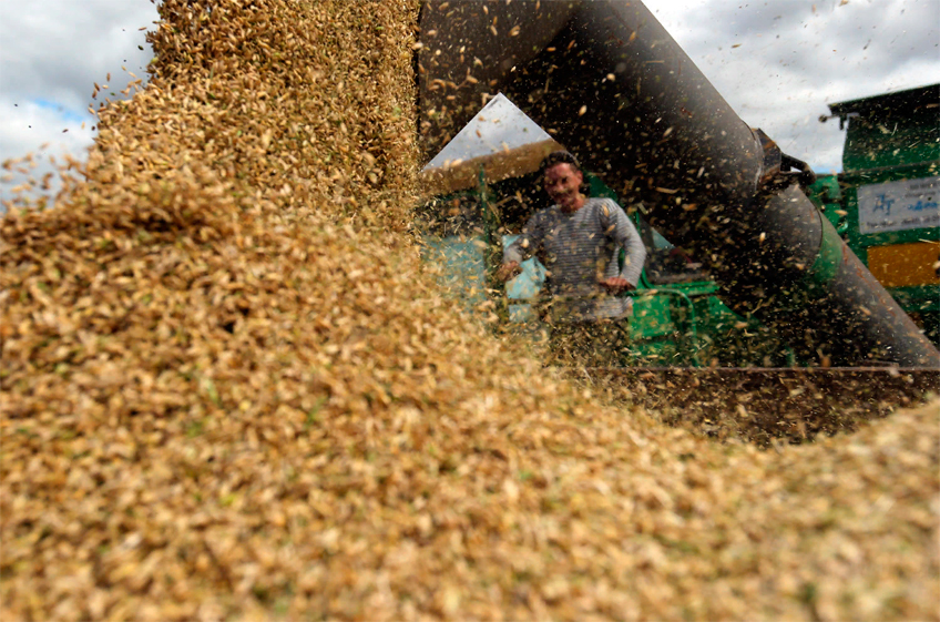 В России собрано 107,9 млн тонн зерна