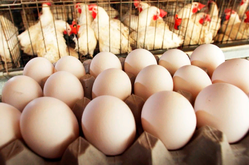 Мир отказывается от куриных яиц, произведенных в клетках