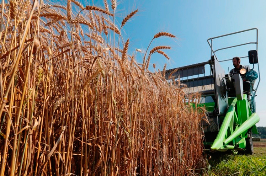 Экспортные цены на российскую пшеницу выросли до девятилетнего максимума