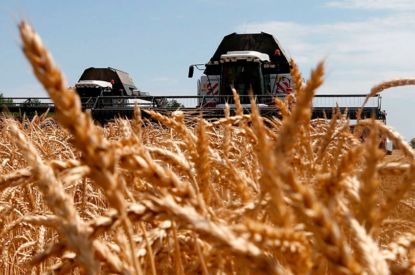 Аналитики спрогнозировали урожай российской пшеницы в следующем году