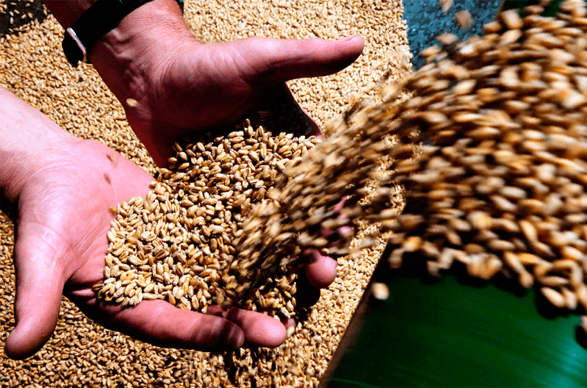 Депутаты от Кубани просят отменить экспортные пошлины на зерно