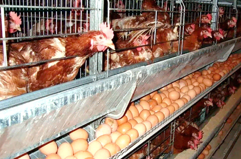 Производство мяса птицы и яиц в России превышает спрос минимум на 3%