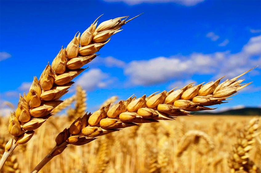 МЗС: Россия в следующем сельхозгоду увеличит экспорт пшеницы до 34,3 млн тонн, но уступит лидерство ЕС