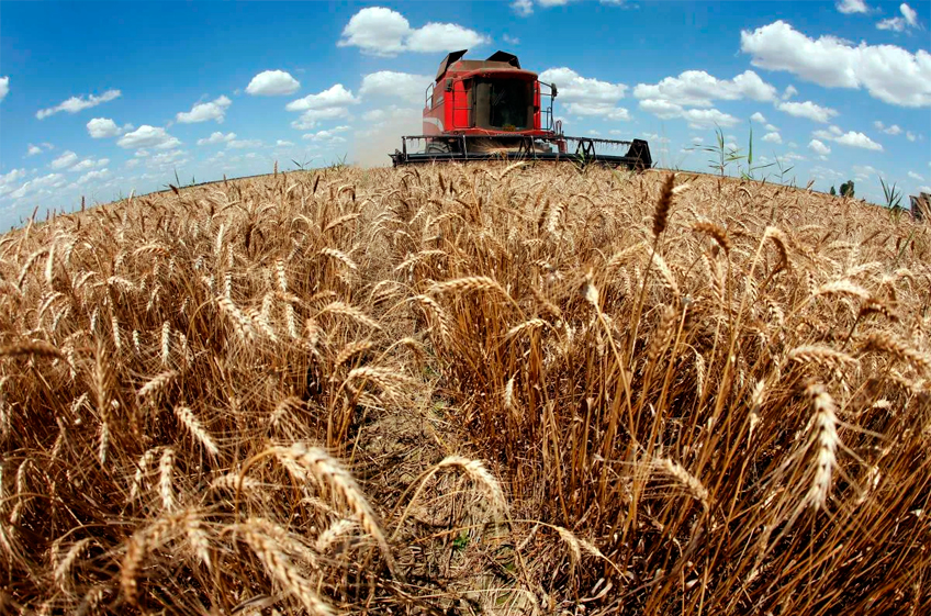"СовЭкон": Россия в 2022 году может обновить рекорд по сбору пшеницы