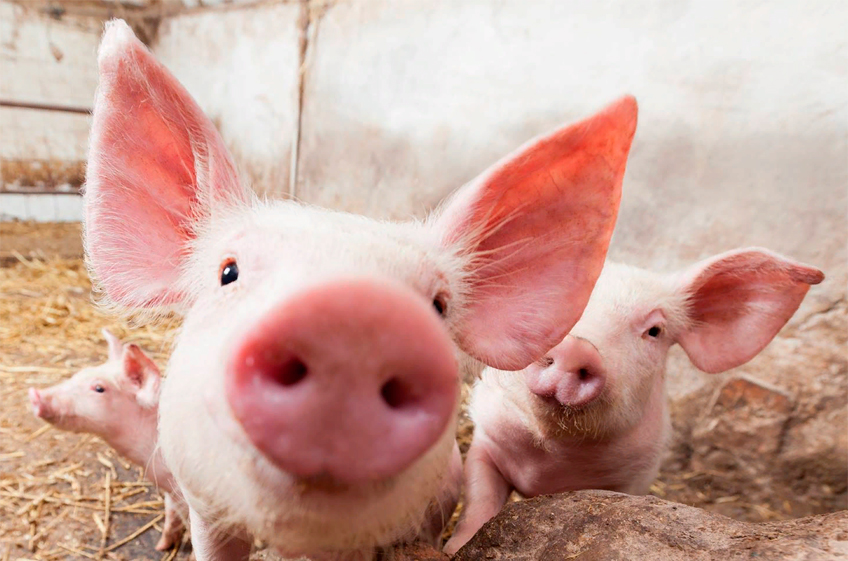 Российские свиноводы ожидают роста цен на мясо ниже уровня инфляции