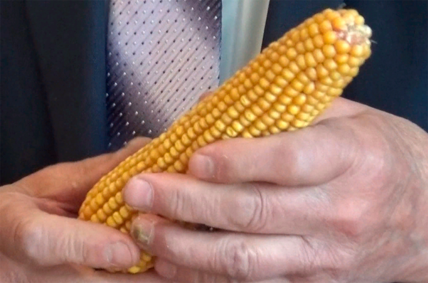 Воронежские селекционеры вывели устойчивые к холоду сорта кукурузы, подсолнечника и озимой ржи