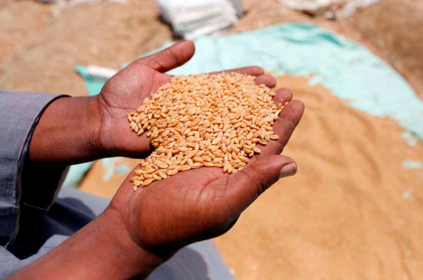 РЗС: страны Африки могут столкнуться с недостатком средств для закупки зерна