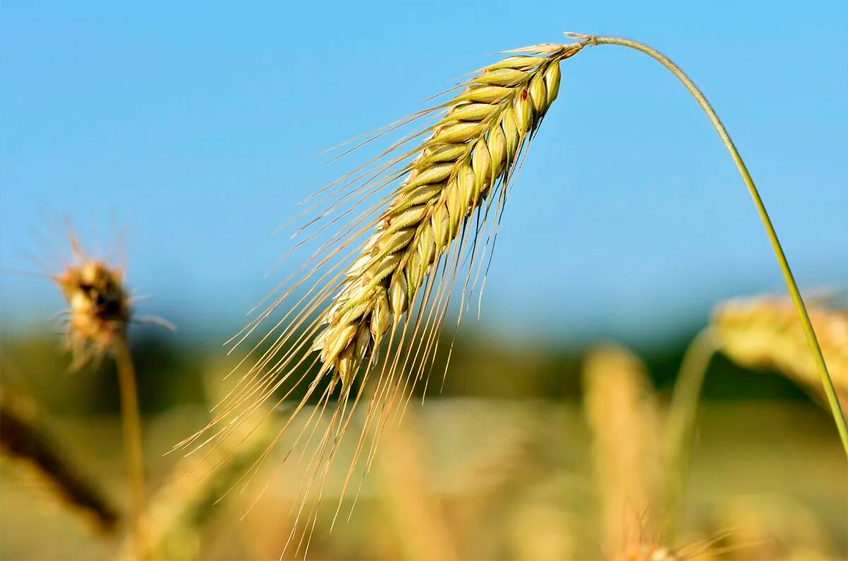 На Кубани цены на зерно снизились на 30% по сравнению с прошлым годом