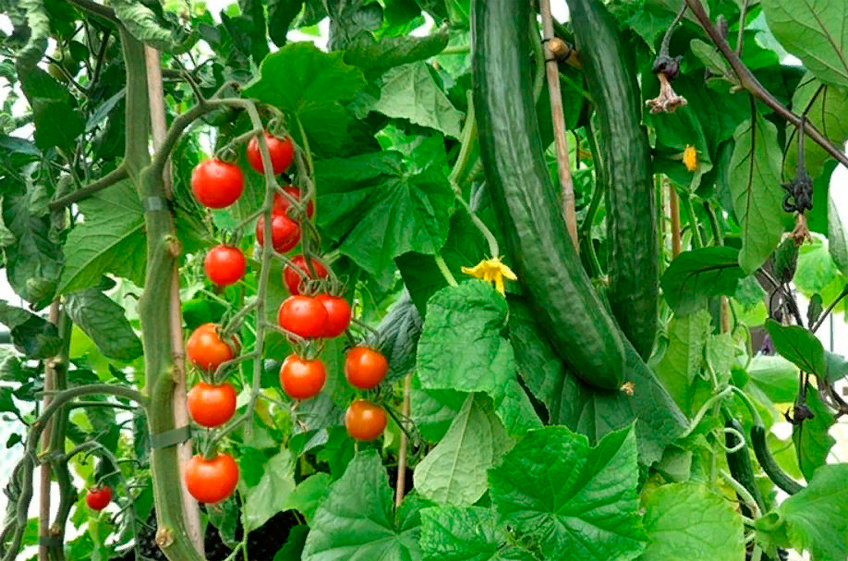 Производство тепличных овощей в России в текущем году составит 1,5 млн тонн