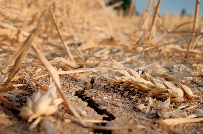 Засуха в Европе негативно влияет на потенциал урожая яровых культур