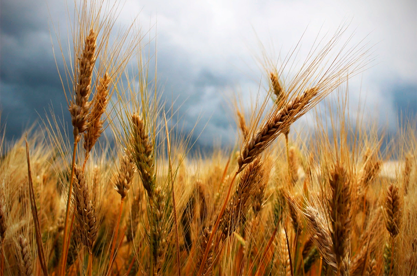 В России ускоряется падение цен на зерно