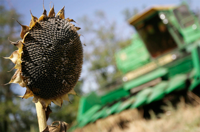 В России ожидается рекордный урожай подсолнечника