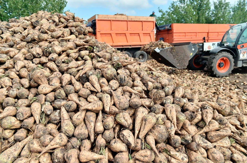 На Кубани засеют 170 га семенных участков сахарной свеклой собственной селекции