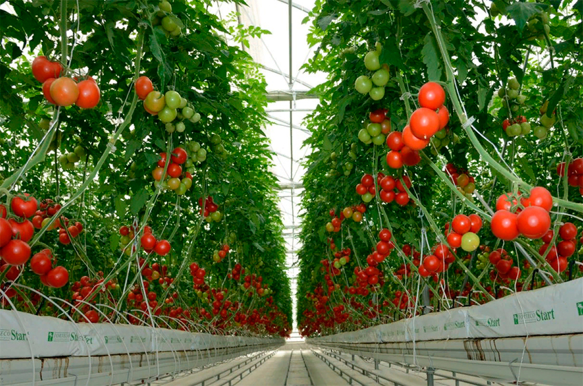 Урожай тепличных овощей в России в 2022 году вырос на 6,3%